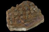 Pennsylvanian, Fossil Club Moss (Lepidodendron) - Mazon Creek #114081-3